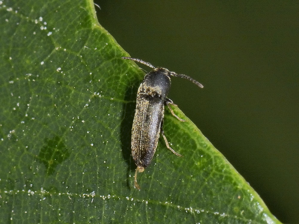Eucnemidae: Hylis sp.